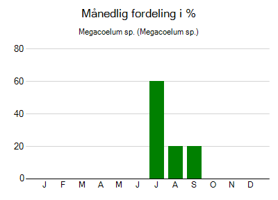 Megacoelum sp. - månedlig fordeling
