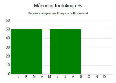 Bagous collignensis - månedlig fordeling