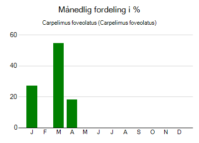Carpelimus foveolatus - månedlig fordeling