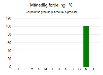 Carpelimus gracilis - månedlig fordeling