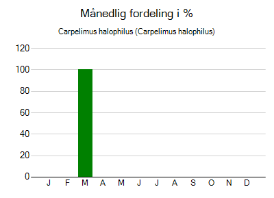 Carpelimus halophilus - månedlig fordeling