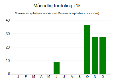 Myrmecocephalus concinnus - månedlig fordeling