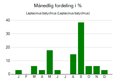 Leptacinus batychrus - månedlig fordeling