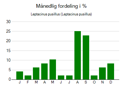 Leptacinus pusillus - månedlig fordeling