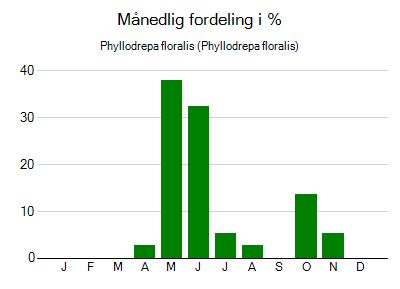 Phyllodrepa floralis - månedlig fordeling