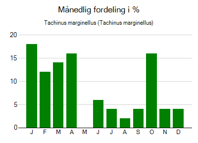 Tachinus marginellus - månedlig fordeling