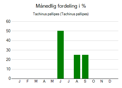 Tachinus pallipes - månedlig fordeling