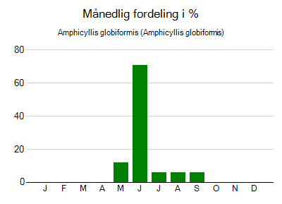 Amphicyllis globiformis - månedlig fordeling