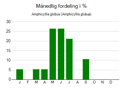 Amphicyllis globus - månedlig fordeling