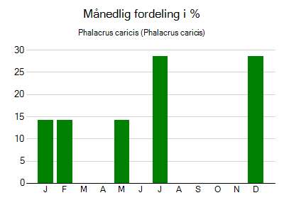 Phalacrus caricis - månedlig fordeling