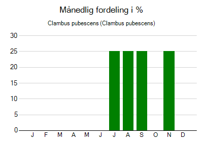 Clambus pubescens - månedlig fordeling