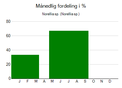 Norellia sp. - månedlig fordeling