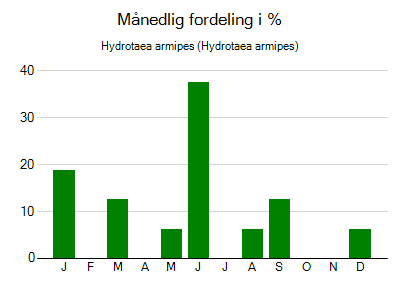Hydrotaea armipes - månedlig fordeling