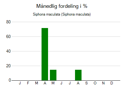 Siphona maculata - månedlig fordeling