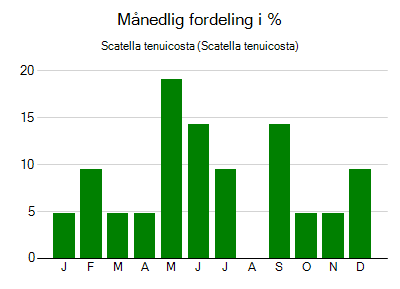 Scatella tenuicosta - månedlig fordeling