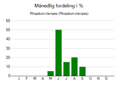 Rhopalum clavipes - månedlig fordeling