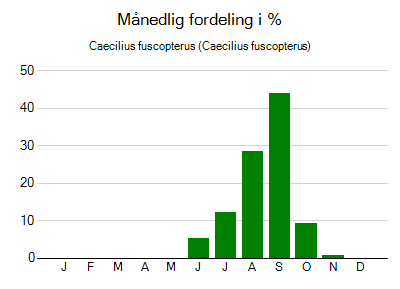 Caecilius fuscopterus - månedlig fordeling
