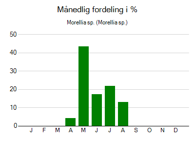 Morellia sp. - månedlig fordeling