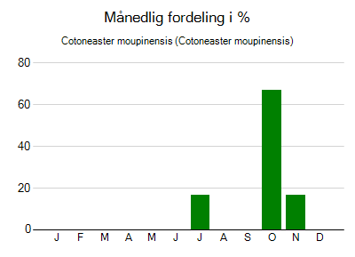 Cotoneaster moupinensis - månedlig fordeling