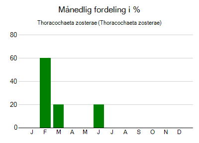 Thoracochaeta zosterae - månedlig fordeling