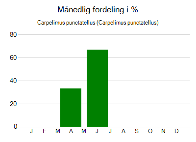 Carpelimus punctatellus - månedlig fordeling