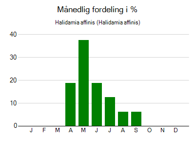 Halidamia affinis - månedlig fordeling