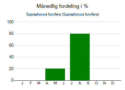 Supraphorura furcifera - månedlig fordeling