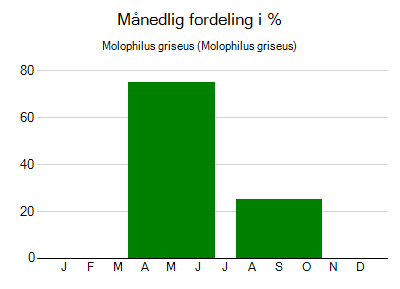 Molophilus griseus - månedlig fordeling