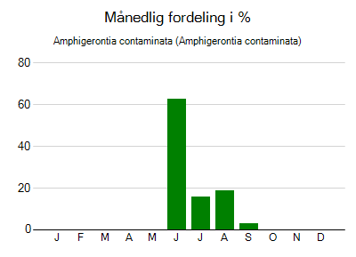 Amphigerontia contaminata - månedlig fordeling