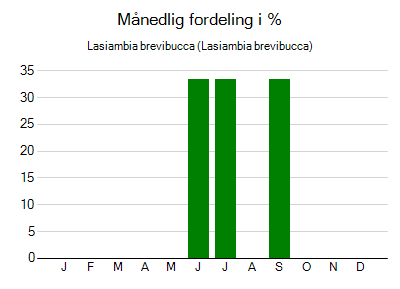 Lasiambia brevibucca - månedlig fordeling