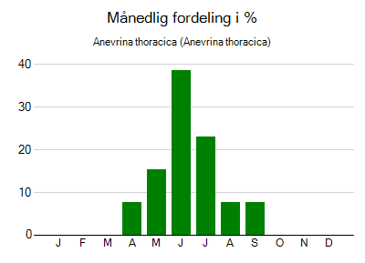 Anevrina thoracica - månedlig fordeling