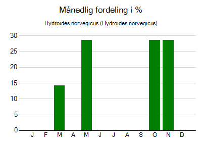 Hydroides norvegicus - månedlig fordeling