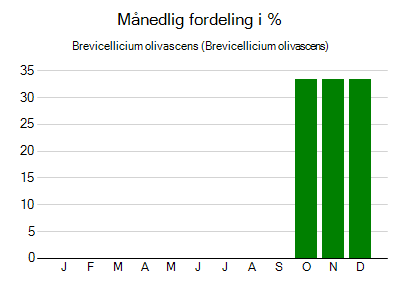Brevicellicium olivascens - månedlig fordeling