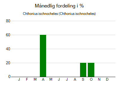 Chthonius ischnocheles - månedlig fordeling