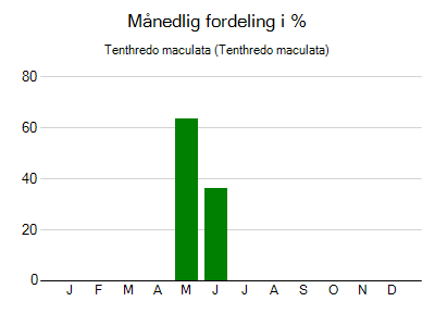 Tenthredo maculata - månedlig fordeling