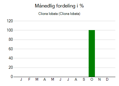 Cliona lobata - månedlig fordeling
