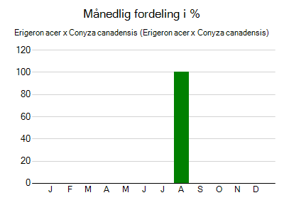 Erigeron acer x Conyza canadensis - månedlig fordeling