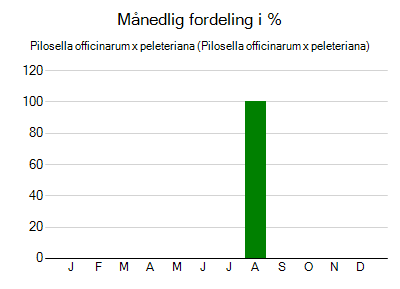 Pilosella officinarum x peleteriana - månedlig fordeling