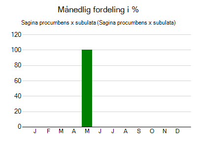 Sagina procumbens x subulata - månedlig fordeling