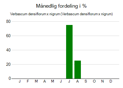Verbascum densiflorum x nigrum - månedlig fordeling