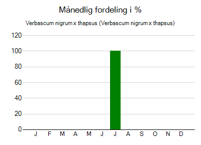 Verbascum nigrum x thapsus - månedlig fordeling
