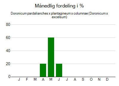 Doronicum pardalianches x plantagineum x columnae - månedlig fordeling