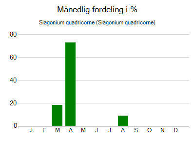 Siagonium quadricorne - månedlig fordeling