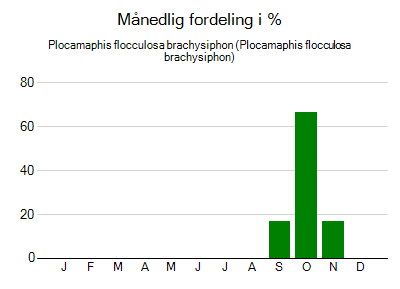 Plocamaphis flocculosa brachysiphon - månedlig fordeling