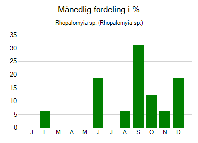 Rhopalomyia sp. - månedlig fordeling