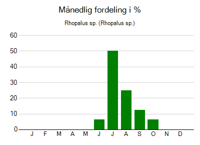 Rhopalus sp. - månedlig fordeling