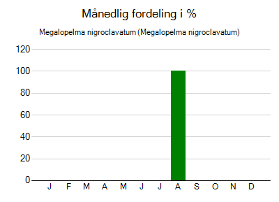 Megalopelma nigroclavatum - månedlig fordeling