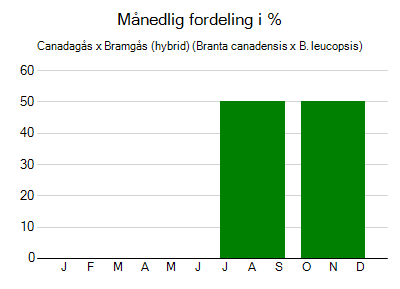 Canadagås x Bramgås (hybrid) - månedlig fordeling