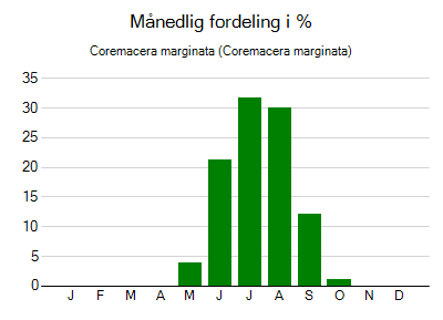 Coremacera marginata - månedlig fordeling