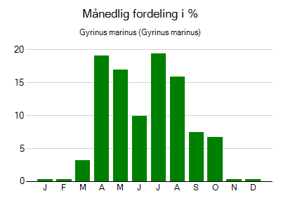 Gyrinus marinus - månedlig fordeling
